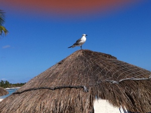 A bird watching the caribbean. 